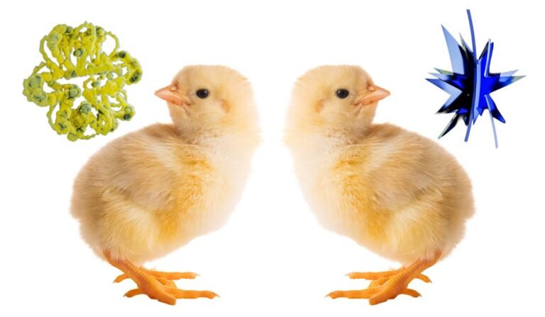 Baby chicks pass the ‘bouba-kiki’ test, challenging a theory of language evolution Baby chicks pass the ‘bouba-kiki’ test, challenging a theory of language evolution