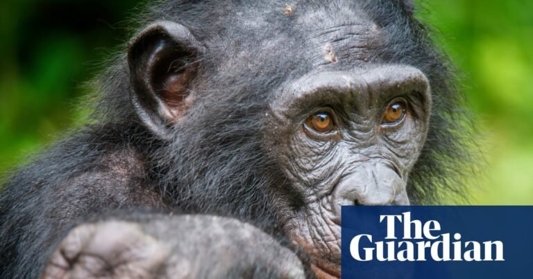 Bonobos can play make-believe much like children, study suggests | Animal behaviour