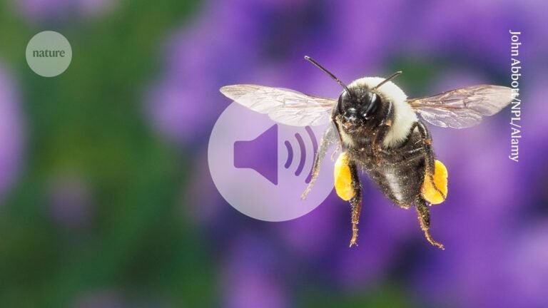 Briefing chat: How hovering bumblebees keep their cool
