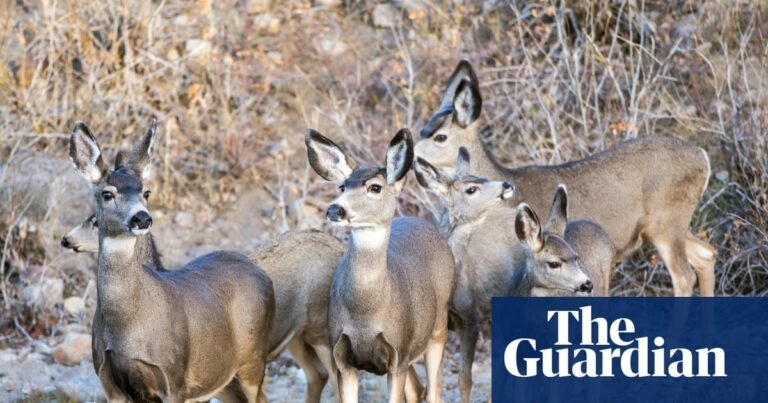 California officials move forward with plans to exterminate mule deer from island | California