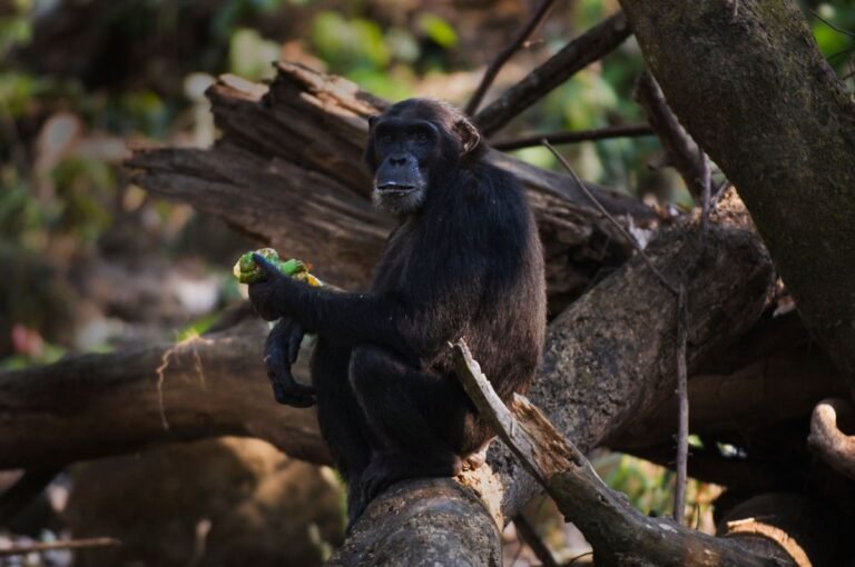 Chimpanzee pee reveals how our primate cousins are getting drunk on fermented fruit Chimpanzee pee reveals how our primate cousins are getting drunk on fermented fruit