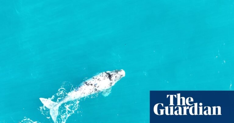 Climate crisis linked to fall in southern right whale birth rates as researchers raise ‘warning signal’ | Whales