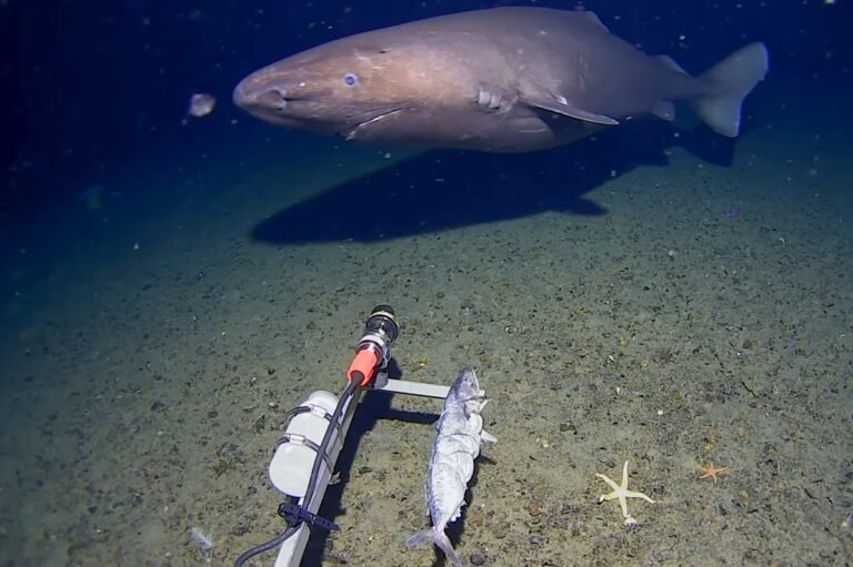 Elusive sleeper shark seen off Antarctica in a first Elusive sleeper shark seen off Antarctica in a first