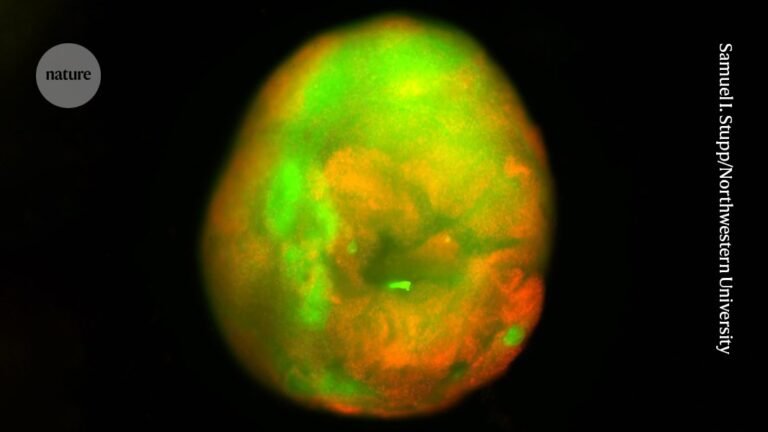 Gel helps mini spinal cords to heal from injury