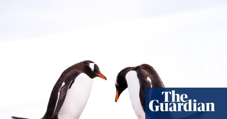 Gentoo penguins the first birds on Australian territory to contract H5N1 as bird flu spreads | Bird flu Gentoo penguins the first birds on Australian territory to contract H5N1 as bird flu spreads | Bird flu