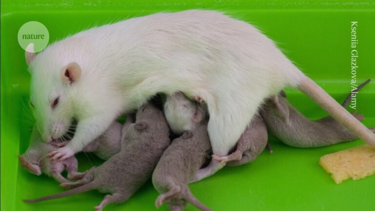 Health effects linger 20 generations after rats are exposed to fungicide Health effects linger 20 generations after rats are exposed to fungicide