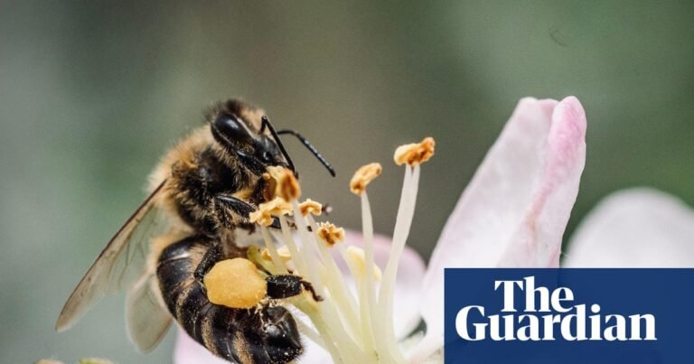 How an annual ‘wedding flight’ of 1,000 virgin queens is ensuring the revival of Europe’s dark bee | Bees