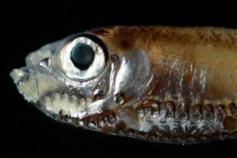 How do deep-sea fish see in dark water? This new study could hold the clue How do deep-sea fish see in dark water? This new study could hold the clue