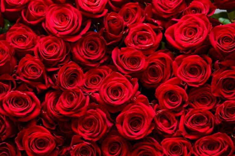 How roses evolved to become the flower of Valentine’s Day How roses evolved to become the flower of Valentine’s Day