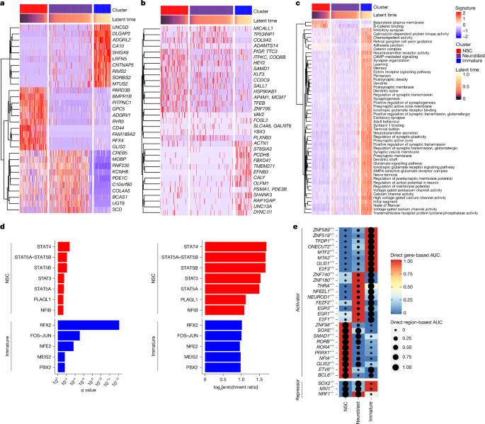 Human hippocampal neurogenesis in adulthood, ageing and Alzheimer’s disease Human hippocampal neurogenesis in adulthood, ageing and Alzheimer’s disease