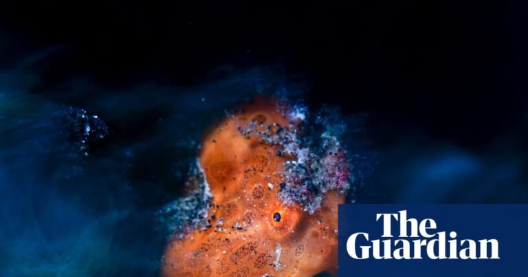 In your face: Close-up Photographer of the Year Awards 2026 – in pictures