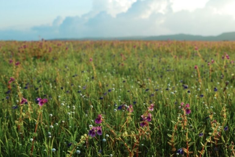 India Says Its Grasslands Are 'Wastelands.' Medieval Folklore Suggests Otherwise