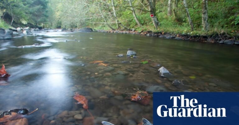 Is tyre pollution causing mass deaths in vulnerable salmon populations? | Pollution Is tyre pollution causing mass deaths in vulnerable salmon populations? | Pollution
