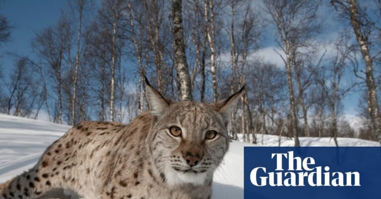 Lynx could return to Scotland – but can rewilders win over wary Highlanders? | Scotland Lynx could return to Scotland – but can rewilders win over wary Highlanders? | Scotland