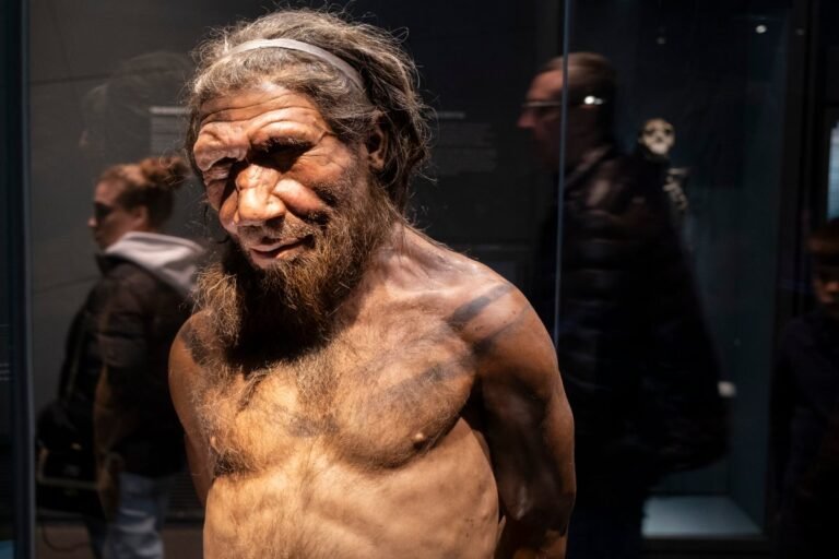 Male Neandertals and anatomically modern female humans likely interbred more often than the other way around Male Neandertals and anatomically modern female humans likely interbred more often than the other way around