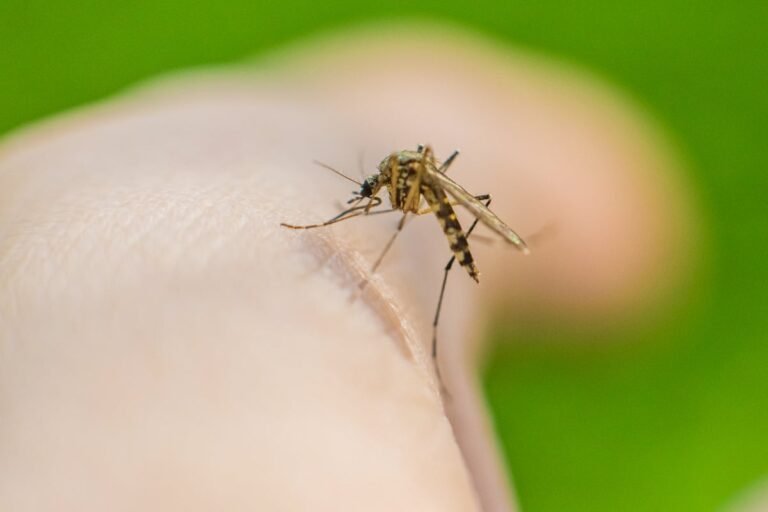 Mosquitos may have evolved a taste for human blood thanks to Homo erectus