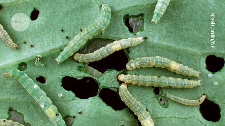 Parasitic wasps use tamed virus to castrate caterpillars