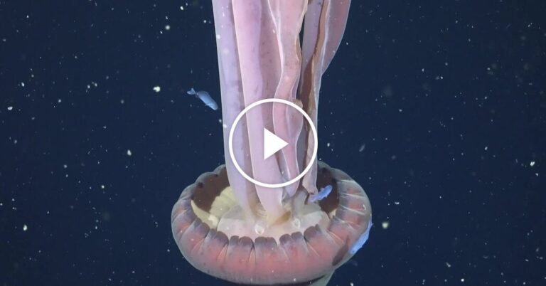 Rare Giant Phantom Jelly Spotted in Deep Waters Near Argentina