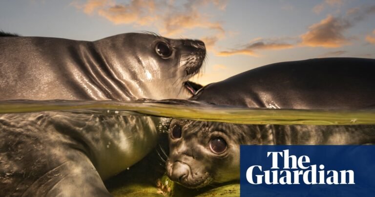 Seals, shipwrecks and a screaming swallower: Underwater Photographer of the Year 2026 – in pictures Seals, shipwrecks and a screaming swallower: Underwater Photographer of the Year 2026 – in pictures