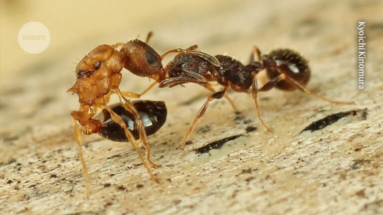 This ant species is composed of only queens — no workers or males