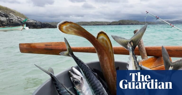 Waitrose suspends sale of mackerel because of overfishing | Fishing Waitrose suspends sale of mackerel because of overfishing | Fishing