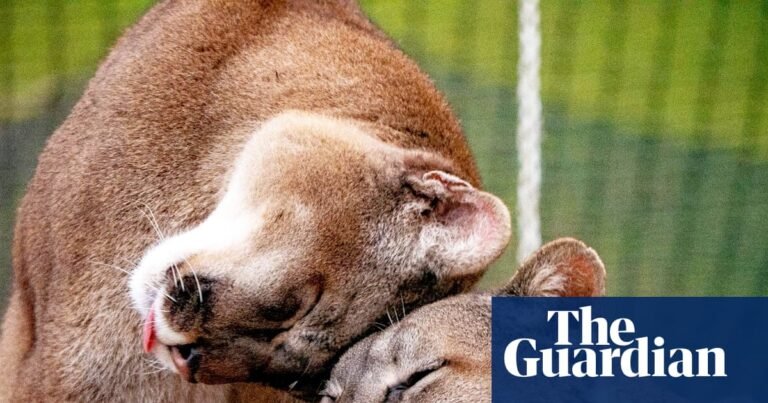 Week in wildlife: a peek-a-boo fish, dunkin’ frogs and a white crow