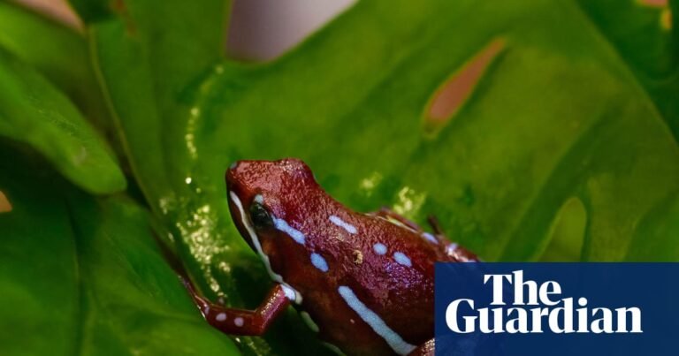 What is dart frog toxin, which is said to have been used to kill Alexei Navalny? | Poison What is dart frog toxin, which is said to have been used to kill Alexei Navalny? | Poison