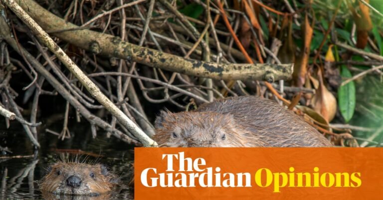 Why is monogamy in crisis? The animal kingdom could give us some clues | Elle Hunt