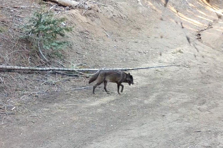 Wolf Found in Los Angeles for the First Time in a Century