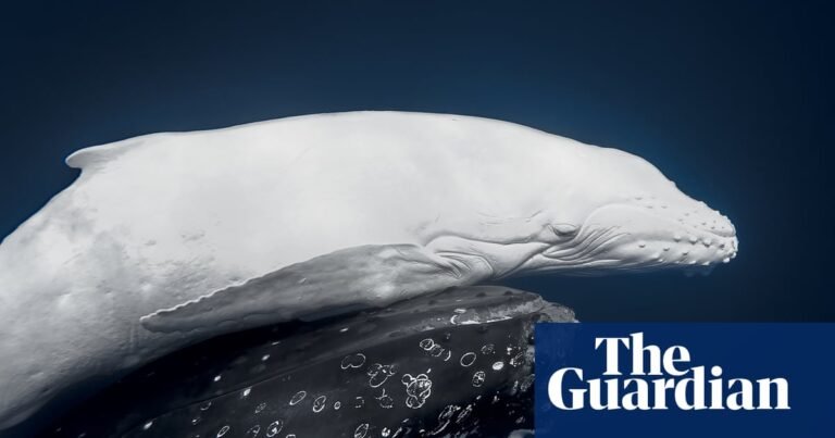 World Nature Photography awards 2026 – in pictures