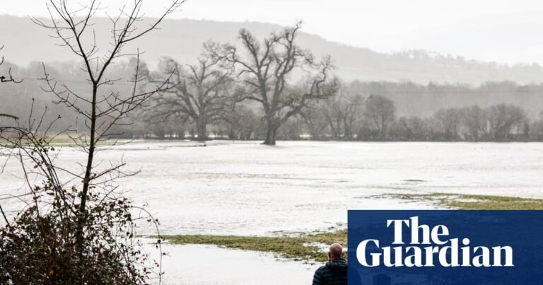 ‘It sounds apocalyptic’: experts warn of impact of UK floods on birds, butterflies and dormice | Flooding