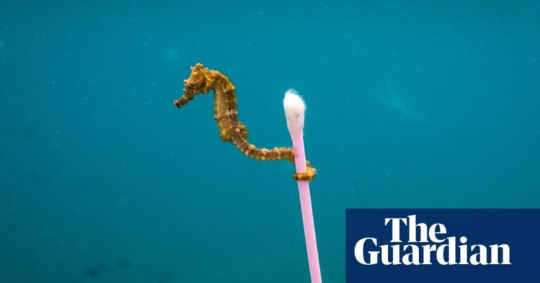 ‘They pushed so many lies about recycling’: the fight to stop big oil pumping billions more into plastics | Plastics