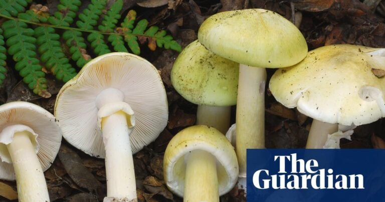 ‘Unprecedented’ spate of toxic mushroom illnesses jar California | California