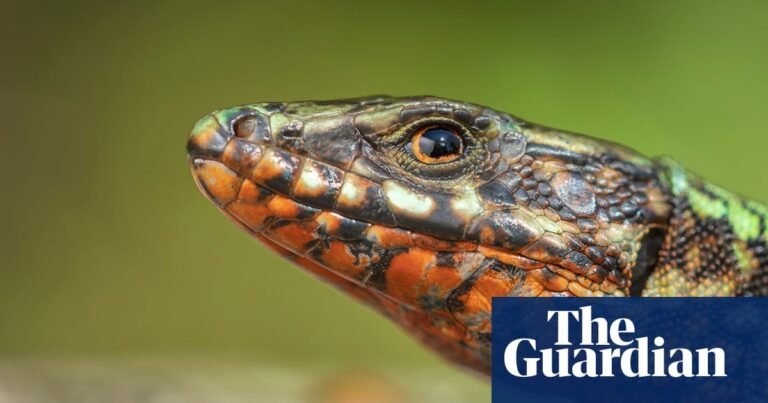 ‘Who’d guess they’re the same species?’ What Italy’s wall lizards reveal about genetic diversity and why it matters | Biodiversity