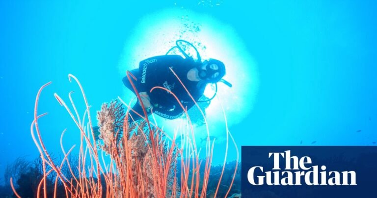 Australia’s environment minister wants to ban fishers and drillers from more ocean – and avoid a culture war | Oceans