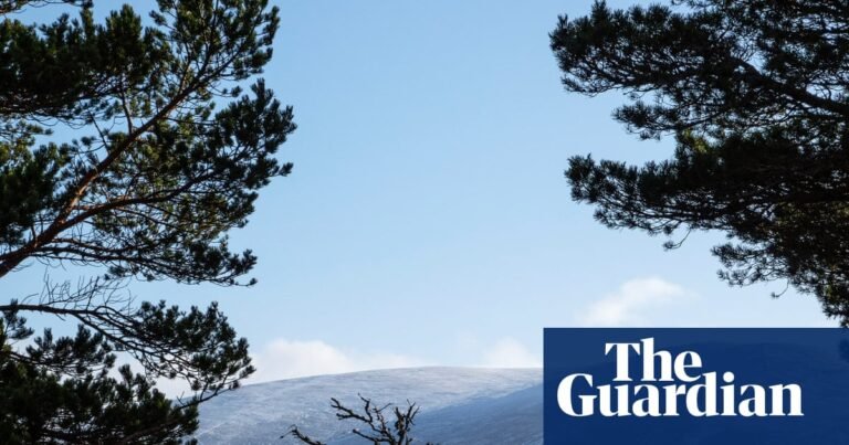 BrewDog sold highland estate for knockdown price after abandoning reforestation plans | BrewDog BrewDog sold highland estate for knockdown price after abandoning reforestation plans | BrewDog