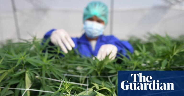 Cannabis is not an effective treatment for common mental health conditions, says review | Cannabis Cannabis is not an effective treatment for common mental health conditions, says review | Cannabis