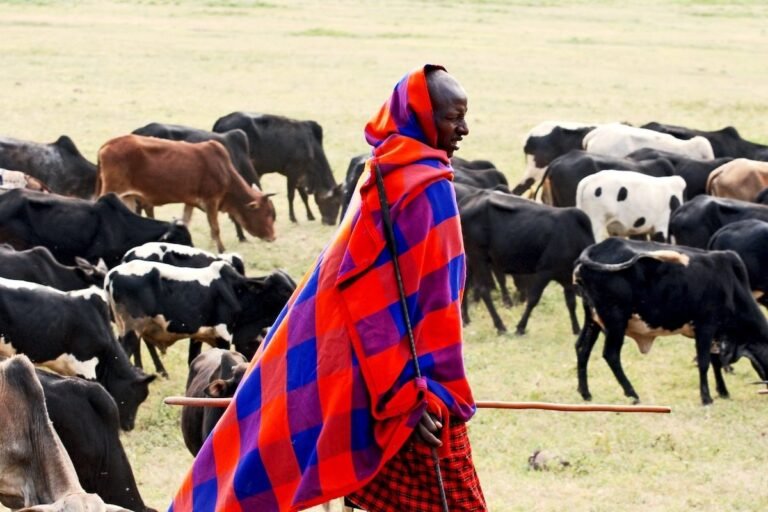 Citing Conservation, Tanzania Pushes Ahead on Evictions of Indigenous Maasai