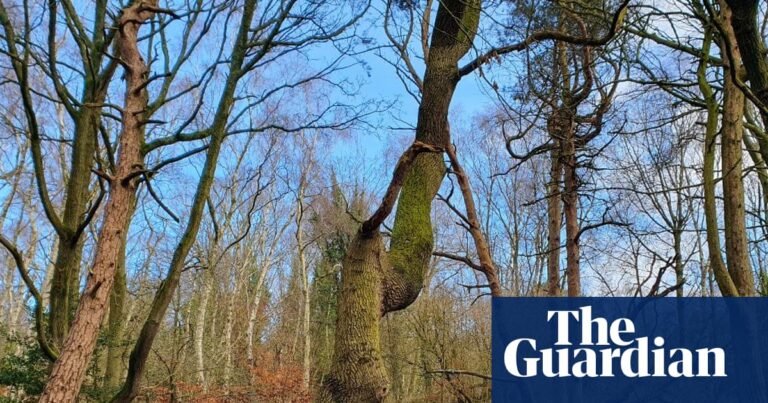 Country diary: To the old quarry, for a Triassic quest | Fossils