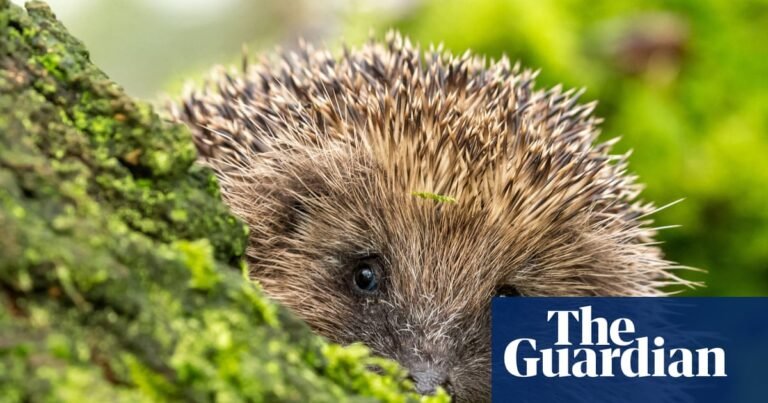 Exercise and brain function, hedgehog hearing, and can AI change our minds? – podcast | Science