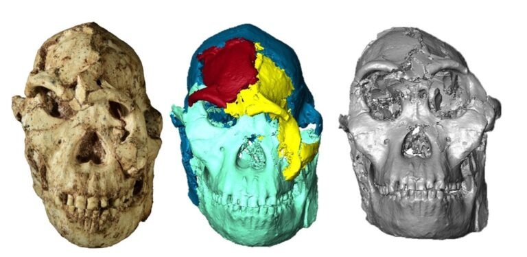 Face of ancient human ancestor ‘Little Foot’ reconstructed for the first time