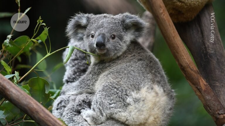 How these koalas bounced back from the brink of extinction