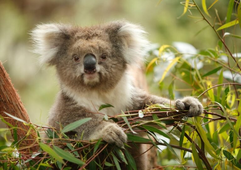 Koala genetics show how species can bounce back from bottlenecks
