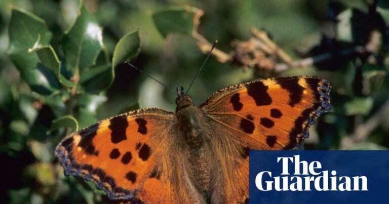 Large tortoiseshell butterfly confirmed no longer extinct in UK | Wildlife Large tortoiseshell butterfly confirmed no longer extinct in UK | Wildlife