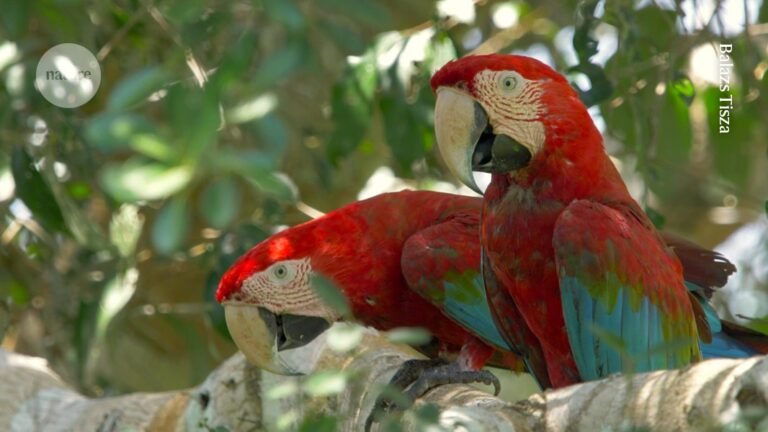 Live parrots were carried across the Andes before the Incas’ rise