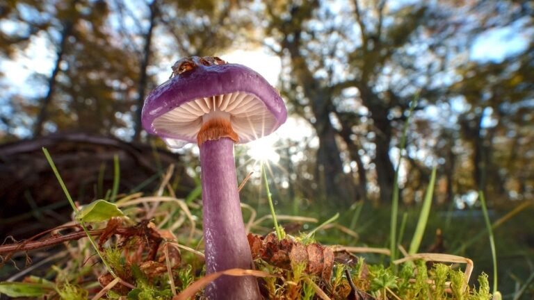 Long Overlooked as Crucial to Life, Fungi Start to Get Their Due