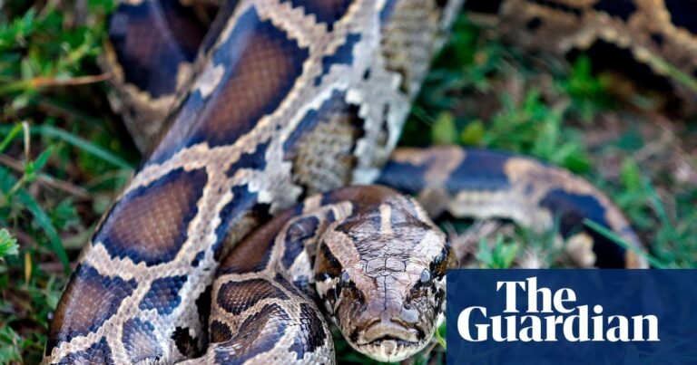 Molecule in python blood could pave way for new obesity drugs, scientists say | Science