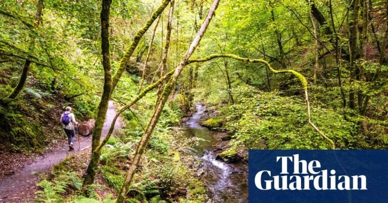 Nearly three-quarters of England’s woods inaccessible to public, study finds | Access to green space