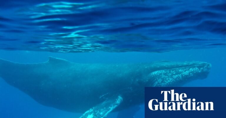 Oldest-known whale song recording provides new insight into ocean sounds | Whales