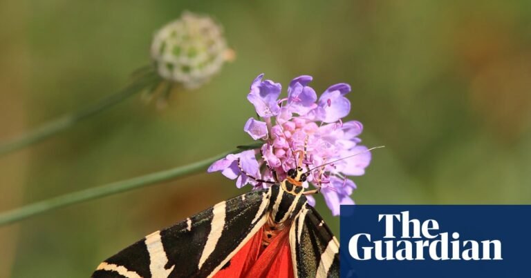 Protect caterpillars as UK’s moth population plummets, urge charities | Insects